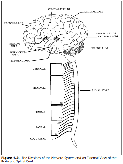 The Peripheral Nervous System