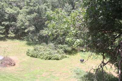 brush pile and lightning-struck oak