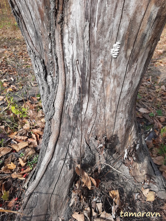 Мелкоплодник ольхолистный / Рябина ольхолистная (Micromeles alnifolia, =Sorbus alnifolia)