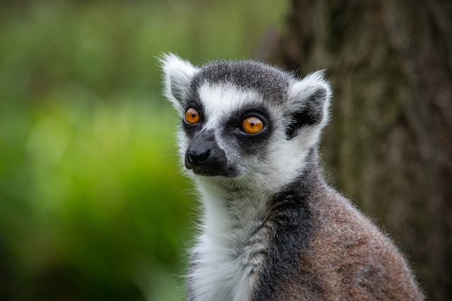 Lemur animal