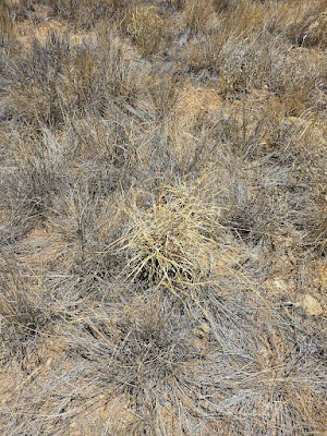 native grasses in an arid land setting. one head of buffel grass.