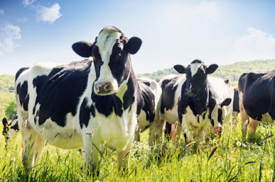 modern cow farming techniques