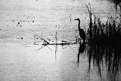 Blue Heron Mont-Orford Quebec.