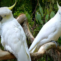 Burung Kakaktua Bongkar Hubungan Sulit Suami Dengan Pembantu Rumah