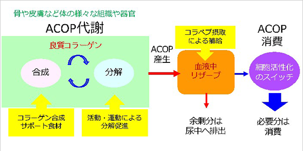 骨や皮膚など体の様々な組織や器官