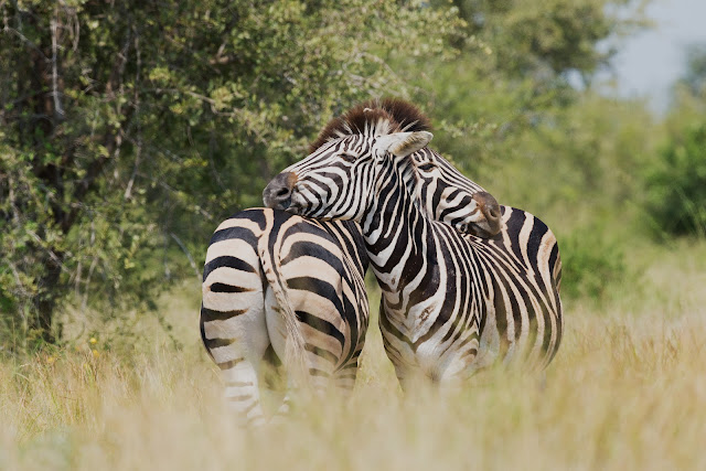 law and order svu zebras