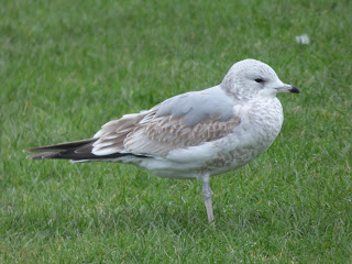 1st winter Common Gull