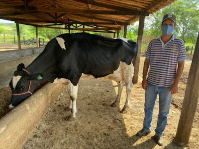 Agricultores do Sertão de Alagoas se preparam para disputar Super Torneio Leiteiro