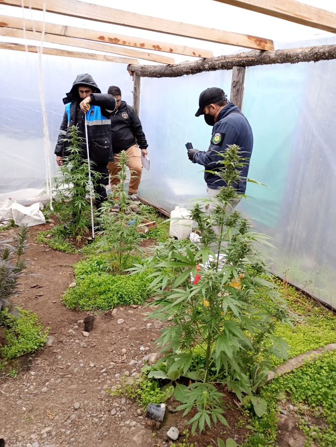 Lago Puelo: secuestraron plantas y cogollos de marihuana