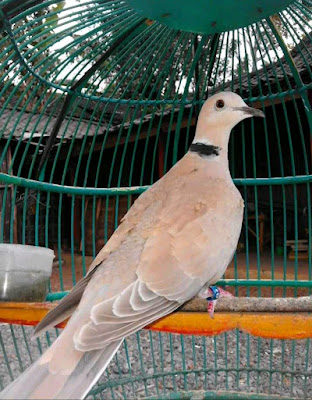 5 Cara Meningkatkan Birahi Burung Puter