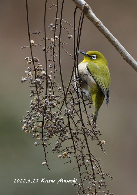 宮城の野鳥