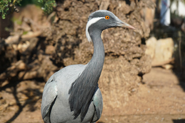 Grulla