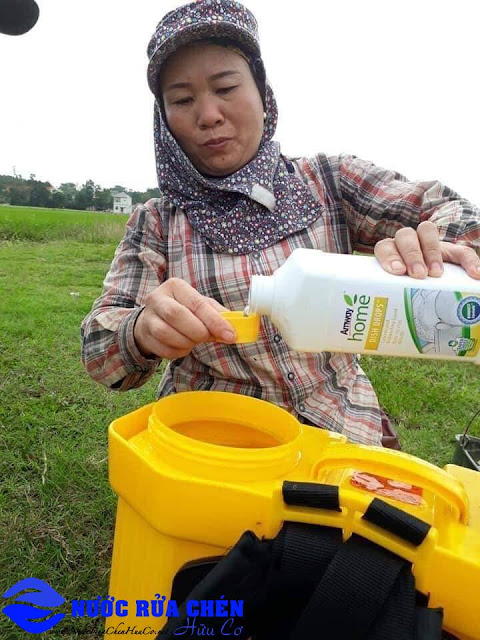 Bí quyết sử dụng nước rửa chén hữu cơ Dish Drops và L.O.C để chăm sóc cây trồng và lúa. Chân dung người nông dân trồng lúa sạch