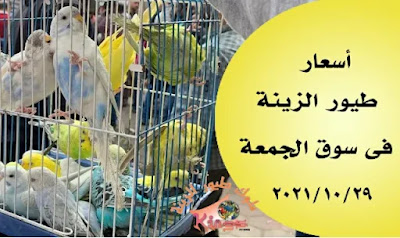أسعار طيور الزينة والحبوب فى سوق الحمعة اليوم