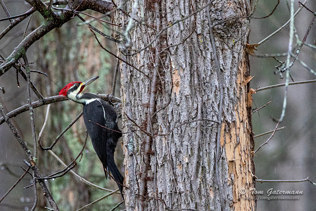A male pileated woodpecker perched on a dying ash tree