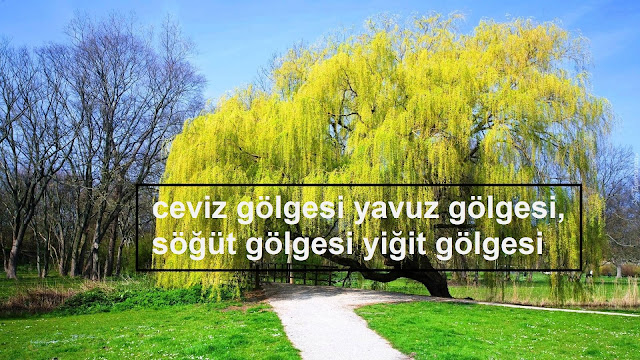 ceviz gölgesi yavuz gölgesi, söğüt gölgesi yiğit gölgesi