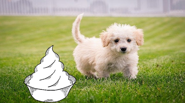 Can Dogs Eat Whipped Cream 5