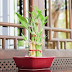 Shopping Guide to Choosing the Right Bamboo Plant Stand for Your Home