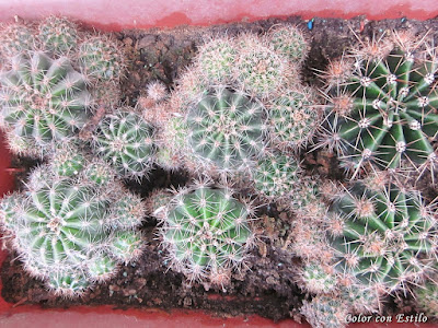 Macetero con cactus Echinopsis