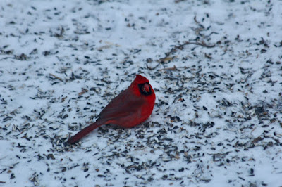 male cardinal [scarlet, not magenta] feeding on snow