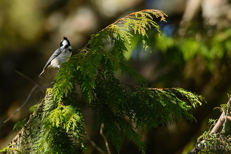 Musttihane, Parus ater ptilosus, Chinese Coal Tit, periparus, tihane, cole