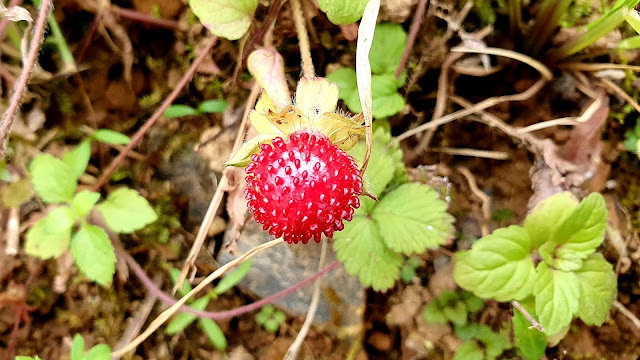 Potentilla indica