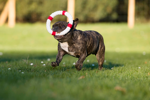 Honden speelgoed natuurlijk