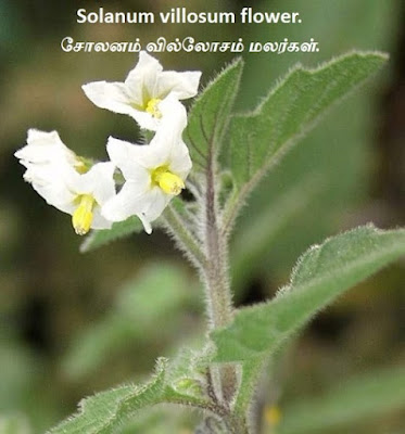 solanum-villosum-flower