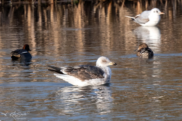 Lesser black-backed gull