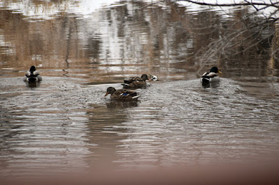 ducks