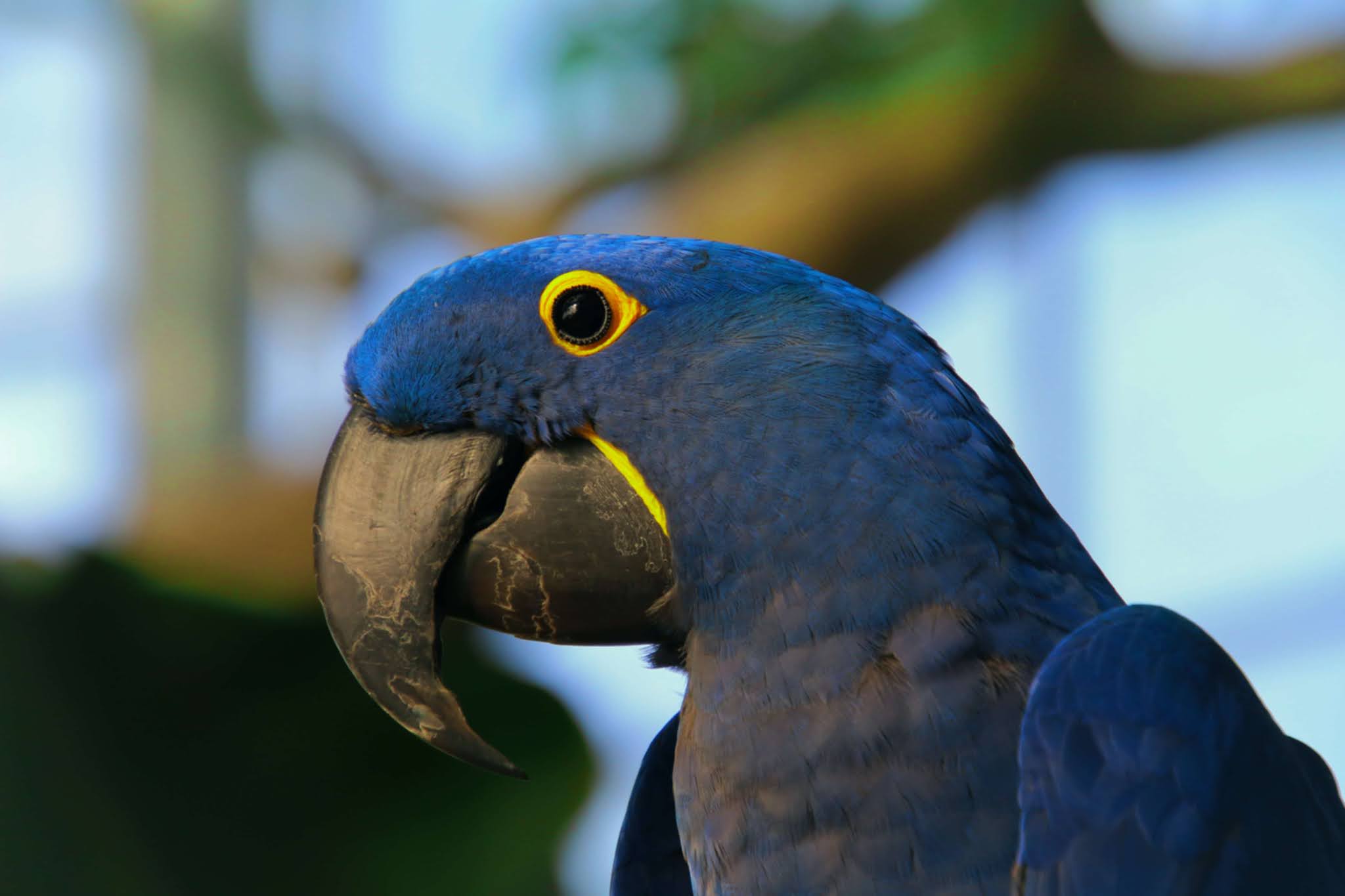 Hyacinth Macaw The Largest Parrots Personality, Facts and Information