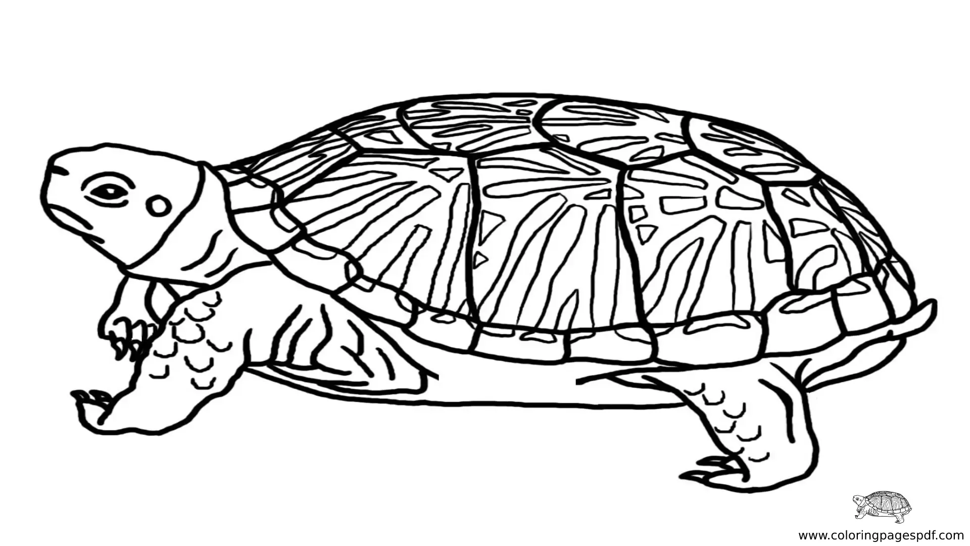 Turtle Coloring Book PDF
