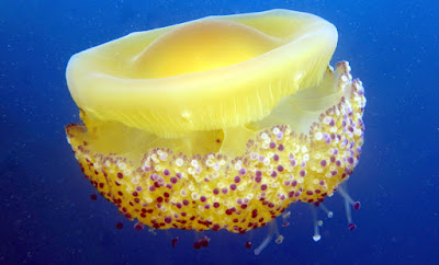 Fried Egg Jellyfish