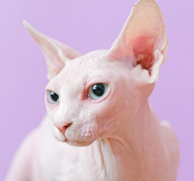 Sejarah Ras Kucing Sphynx