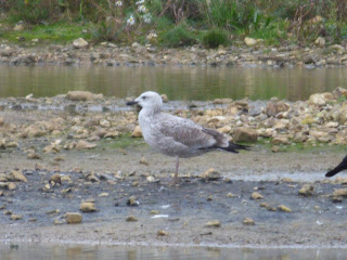 1st winter Caspian Gull