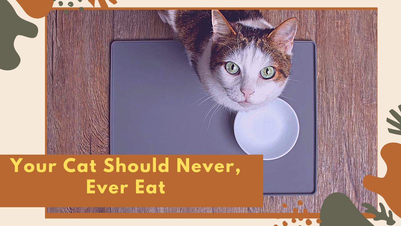 Your Cat Should Never, Ever Eat