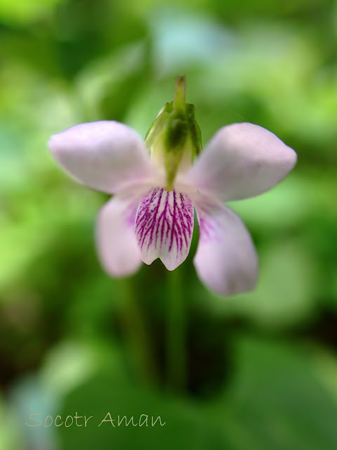 Viola verecunda