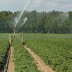 Σοκ κίνδυνοι από το νερό άρδευσης στην καλλιέργεια