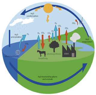 oxygen-cycle