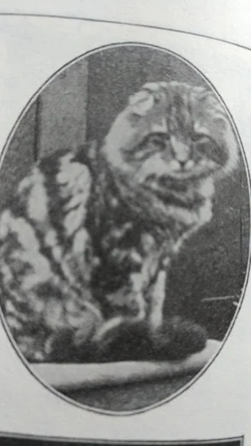 Early Maine Coon. Completely different to the modern version. Photo in public domain.