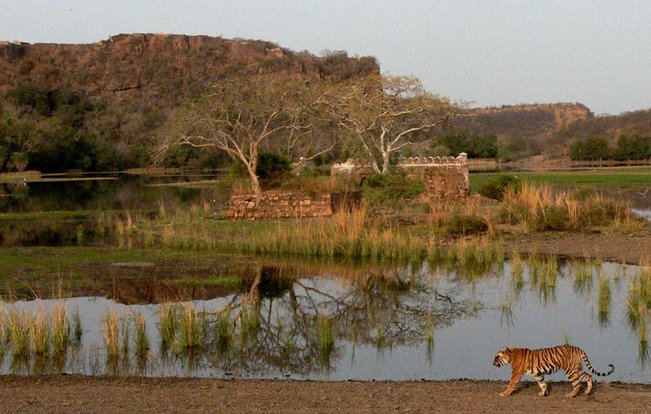 RANTHAMBORE IN SAWAI MADHOPUR