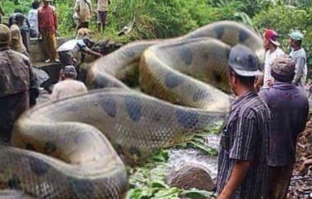 What Is the World's Biggest Snake - trend-mr