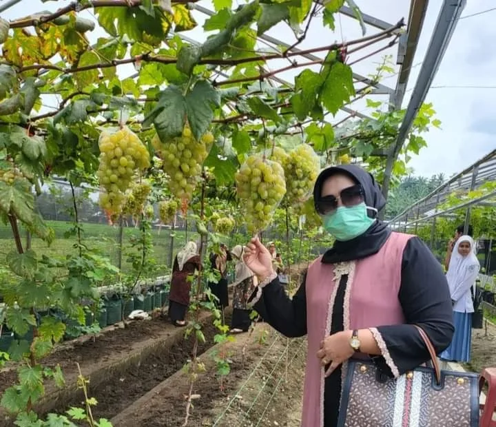 Ajak Masyarakat Manfaatkan Lahan Menjadi Produktif, Hj. Rizayati Kunjungi Budidaya Anggur di Alu Sijuk Peudada