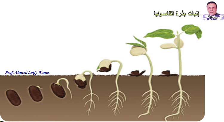 إنبات بذور بعض النباتات الإقتصادية