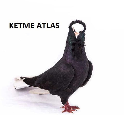 Resim