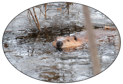 Beaver with ice on head