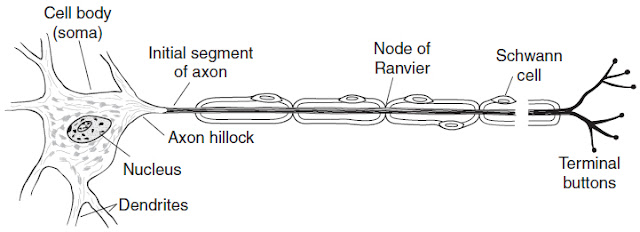 Motor neuron with myelinated axon