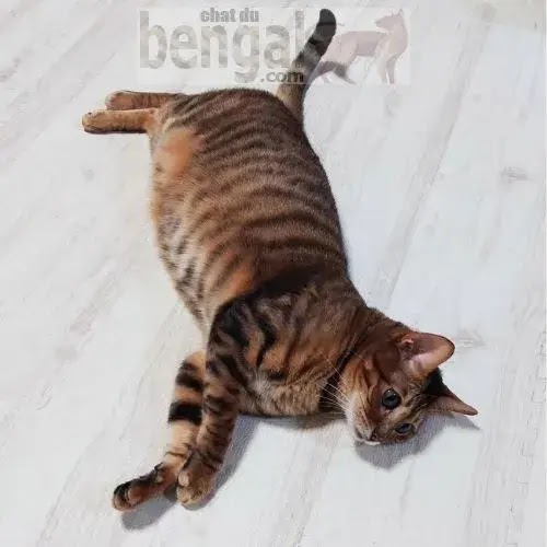 chat tigre: Toyger