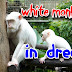 7 meanings of seeing white monkey in dream