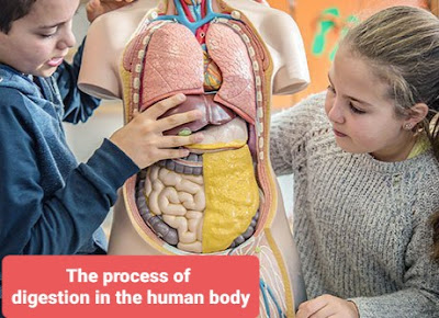 عملية الهضم في جسم الانسان The process of digestion in the human body